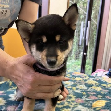 柴犬(豆柴)【静岡県・女の子・2025年5月19日・黒】の写真「黒兄妹のおてんば女の子」
