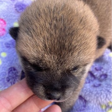 柴犬(標準サイズ)【静岡県・男の子・2025年6月6日・赤】の写真「赤白兄妹の常に眠いスリーピーボーイ」