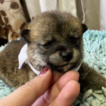 柴犬(豆柴)【静岡県・男の子・2025年10月20日・赤】の写真「5兄妹　好奇心旺盛な白リボン君」