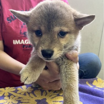 柴犬(標準サイズ)【静岡県・男の子・2025年6月6日・赤】の写真「赤白兄妹の毛がもふもふの赤お兄さん」