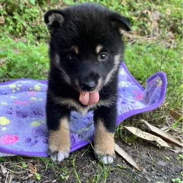 柴犬(豆柴)【静岡県・男の子・2025年5月18日・黒】の写真「5兄妹の唯一の黒ボーイ」