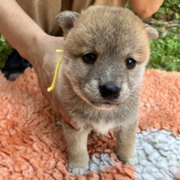 柴犬(豆柴)【静岡県・男の子・2025年5月18日・赤】の写真「5兄妹の次男イエローリボン君」