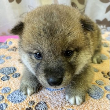 柴犬(豆柴)【静岡県・男の子・2025年10月8日・赤】の写真「4兄妹で1番小さな男の子」