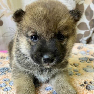 柴犬(豆柴)【静岡県・男の子・2025年10月8日・赤】の写真「4兄妹　1番甘えん坊でビビりな男の子」