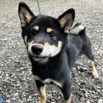 柴犬(豆柴)【静岡県・男の子・2025年5月18日・黒】の写真「5兄妹の唯一の黒ボーイ」