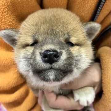 柴犬(豆柴)【静岡県・女の子・2025年2月14日・赤】の写真「3兄妹唯一の女の子　丸々としててお兄ちゃん似」