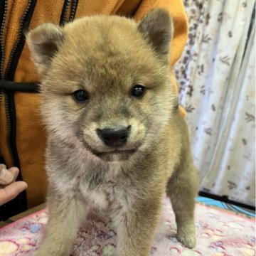 柴犬(豆柴)【静岡県・男の子・2025年2月14日・赤】の写真「3兄妹次男　垂れ目が可愛い甘えん坊ボーイ」