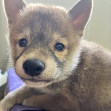 柴犬(豆柴)【静岡県・男の子・2025年6月12日・赤】の写真「3兄妹
大人しいですがヤンチャに変身するかも？」