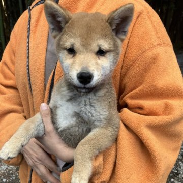 豆柴【静岡県・男の子・2024年10月2日・赤】の写真「とっても大人しい控えめシャイボーイ」