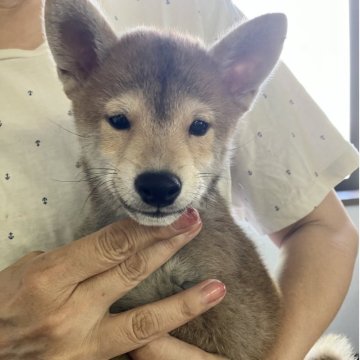 柴犬(豆柴)【静岡県・男の子・2025年6月12日・赤】の写真「3兄妹大人しくて小さい男の子です！」