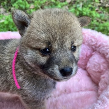豆柴【静岡県・女の子・2025年5月18日・赤】の写真「5兄妹の唯一の女の子ピンクリボンちゃん」
