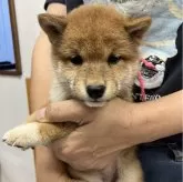 豆柴
