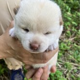 柴犬(標準サイズ)