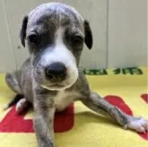 ウィペット