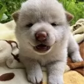 柴犬(標準サイズ)