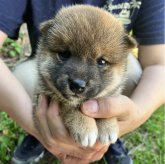 柴犬(豆柴)