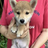 柴犬(豆柴)