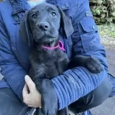 ラブラドールレトリバー【静岡県・女の子・2024年10月14日・ブラック】の写真1