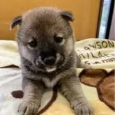 豆柴