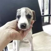 ウィペット