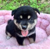 柴犬(豆柴)