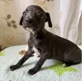 イタリアングレーハウンド