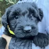 ジャイアントシュナウザー