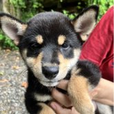柴犬(豆柴)