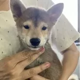 豆柴