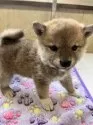豆柴【静岡県・男の子・2025年2月9日・赤】の写真3