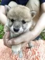 豆柴【静岡県・男の子・2025年5月18日・赤】の写真4