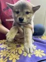 柴犬(標準サイズ)【静岡県・男の子・2025年6月6日・赤】の写真4