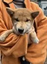 豆柴【静岡県・女の子・2024年9月13日・赤】の写真5