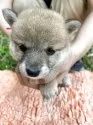豆柴【静岡県・男の子・2025年5月18日・赤】の写真5