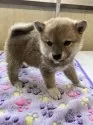 豆柴【静岡県・男の子・2025年2月9日・赤】の写真6