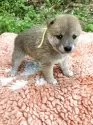 豆柴【静岡県・男の子・2025年5月18日・赤】の写真6