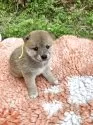 豆柴【静岡県・男の子・2025年5月18日・赤】の写真7