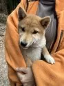 豆柴【静岡県・女の子・2024年9月13日・赤】の写真9