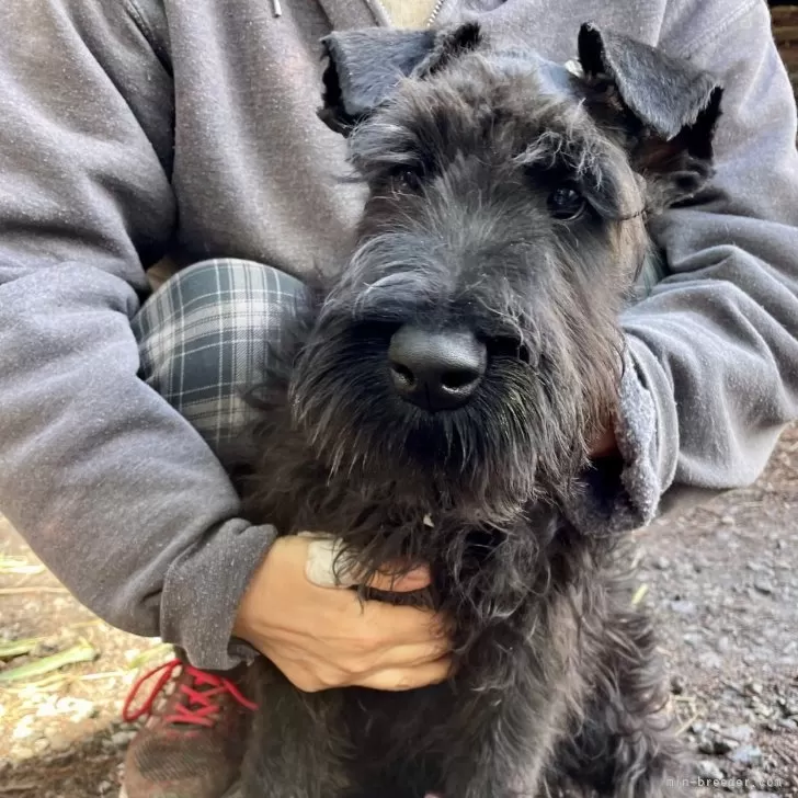 ID:2312-01221の子犬