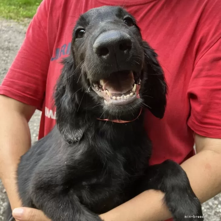 ID:2408-02724の子犬
