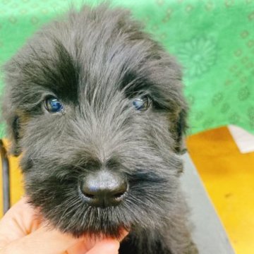 ジャイアントシュナウザー【静岡県・男の子・2023年3月16日・ブラック】の写真「ちょっとドキドキ、シャイで優しい男の子」