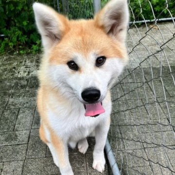 秋田犬【静岡県・男の子・2022年10月1日・赤】の写真「元気いっぱい人大好きな男の子です。」