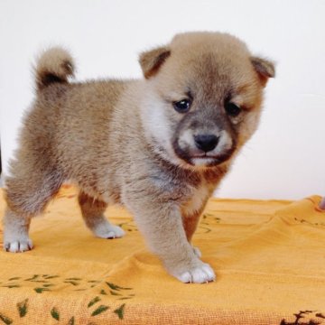 柴犬(標準サイズ)【静岡県・男の子・2023年3月23日・赤】の写真「お父さんは豆柴認定犬、小さめの男の子」