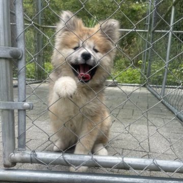 秋田犬【静岡県・女の子・2023年3月13日・赤】の写真「もふもふ4姉妹です。」