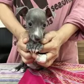 イタリアングレーハウンド【静岡県・女の子・2024年9月2日・ブルーアンドホワイト】の写真1