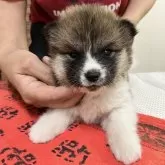 秋田犬【静岡県・男の子・2024年6月15日・赤】の写真1