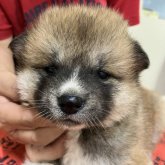 秋田犬