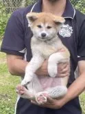 秋田犬【静岡県・女の子・2023年3月13日・赤】の写真3