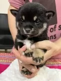 豆柴【静岡県・男の子・2024年9月10日・黒】の写真4