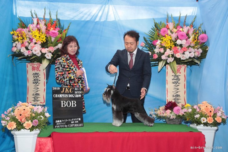 エクレール｜空本　英徳(そらもと　ひでのり)ブリーダー(大分県・ミニチュアシュナウザー・JKC登録)の紹介写真2